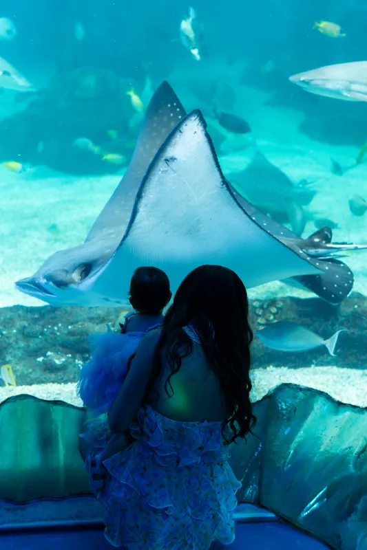 Woman and child watching a manta ray swim past in a large aquarium tank